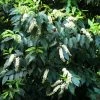 Laurier Du Portugal - Prunus Lusitanica -Jardin Prunus lisitanica 781513 1