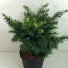 Sapin De Douglas - Pseudotsuga Menziesii Fletcheri -Jardin Pseudotsuga menziesii Fletcheri 759002 1