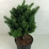 Sapin De Douglas - Pseudotsuga Menziesii Pannenhoef -Jardin Pseudotsuga menziesii Pannenhoef 761002 1