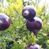 Grenadier à Fruits - Punica Granatum Black Fruit -Jardin Punica granatum Black 15210 1