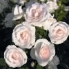 Rosier Couvre-sol Aspirin Rose -Jardin Rosa Aspirin Rose en racines nues 85508 2