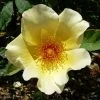 Rosier Arbustif Golden Wings -Jardin Rosa Golden Wings 2 ld Stan Shebs 66501 1