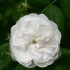 Rosier Ancien Mme Hardy 1 Rosier Ancien Mme Hardy -Jardin Rosa Madame Hardy 82296 1