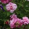 Rosier Ancien Old Blush 2 Rosier Ancien Old Blush -Jardin Rosa Old Blush China 82391 1