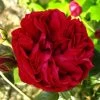 Rosier Grimpant Red Eden Rose 1 Rosier Grimpant Red Eden Rose -Jardin Rosier Grimpant a grandes fleurs Red Eden Rose EricTabarly 71279 1