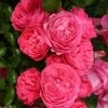 Rosier Patio Rose Moin Moin 1 Rosier Patio Rose Moin Moin -Jardin Rosier PATIO ROSE Moin Moin 888980 1