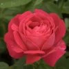 Rosier Ancien Ulrich Brunner Fils -Jardin Rosier Urich Bruner Fils 771440 1