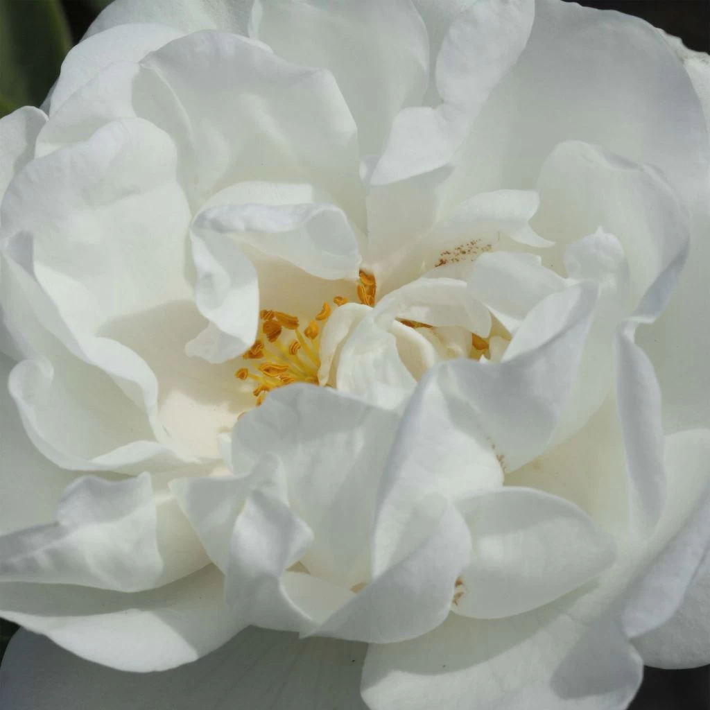 Rosier Ancien Alba Suaveolens 3 Rosier Ancien Alba Suaveolens