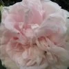 Rosier Ancien Cuisse De Nymphe -Jardin Rosier ancien Cuisse de Nymphe Maiden s Blush 71241 1
