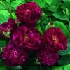Rosier Ancien Tuscany Superb -Jardin Rosier ancien Tuscany 66559 1