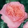 Rosier Anglais English Legend Rose De Cornouaille 1 Rosier Anglais English Legend Rose De Cornouaille -Jardin Rosier anglais English Legend Rose de Cornouaille source Chastel pepiniere 15422 1