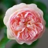 Rosier David Austin Gentle Hermione -Jardin Rosier anglais Gentle Hermione 66538 1