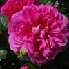 Rosier David Austin Princess Anne -Jardin Rosier anglais Princess Anne 66550 2