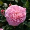 Rosier Grimpant May Queen -Jardin Rosier grimpant May Queen 82283 1