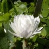 Sanguinaria Canadensis Flore Pleno - Sanguinaire 1 Sanguinaria Canadensis Flore Pleno - Sanguinaire -Jardin Sanguinaria canadensis florepleno ld weisserstier 8474 1