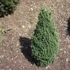 Epinette Blanche - Picea Glauca Piccolo 2 Epinette Blanche - Picea Glauca Piccolo -Jardin Sapinette blanche Epinette blanche Picea glauca Piccolo V 1003221 1