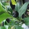 Sarcococca Confusa -Jardin Sarcococca confusa 7964 1