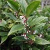 Sarcococca Orientalis - Sarcocoque D'Orient -Jardin Sarcococca orientalis 82225 1