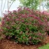 Lilas Bloomerang Dark Purple - Syringa Nain Hybride Remontant -Jardin Syringa Bloomerang Dark Purple 82735 1