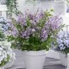 Lilas Nain - Syringa Meyeri Flowerfesta Purple -Jardin Syringa Flowerfesta Purple 16587 1