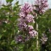 Lilas De Chine - Syringa Josée -Jardin Syringa Josee 84341 1