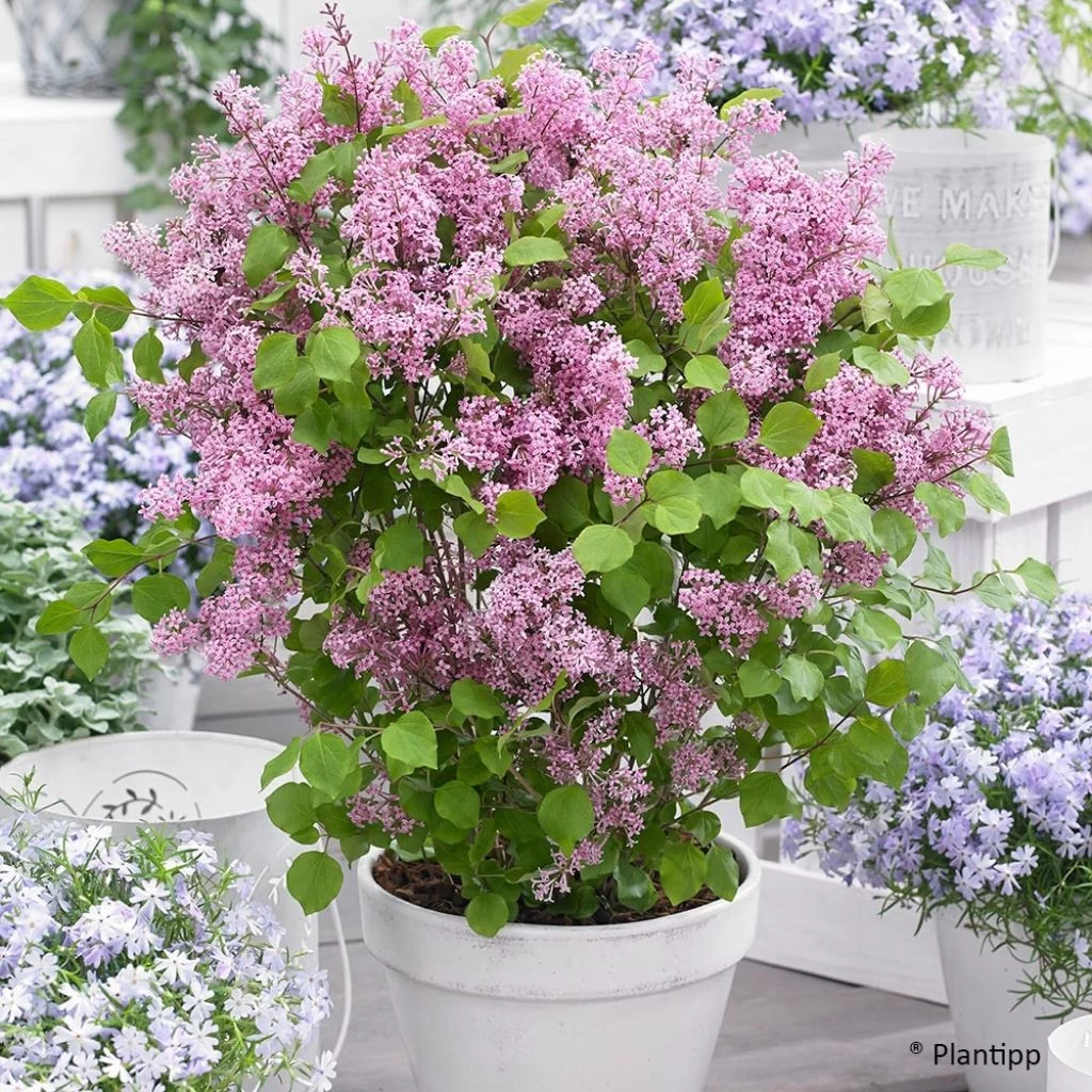 Lilas Nain - Syringa Meyeri Flowerfesta Pink 3 Lilas Nain - Syringa Meyeri Flowerfesta Pink