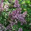 Lilas - Syringa Meyeri Palibin -Jardin Syringa meyeri Palibin 84343 1