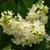 Lilas - Syringa Vulgaris Primrose -Jardin Syringa vulgaris Primrose 82805 1