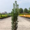 If Commun - Taxus Baccata Fastigiata Black Tower -Jardin Taxus baccata Black Tower IF 1008762 1