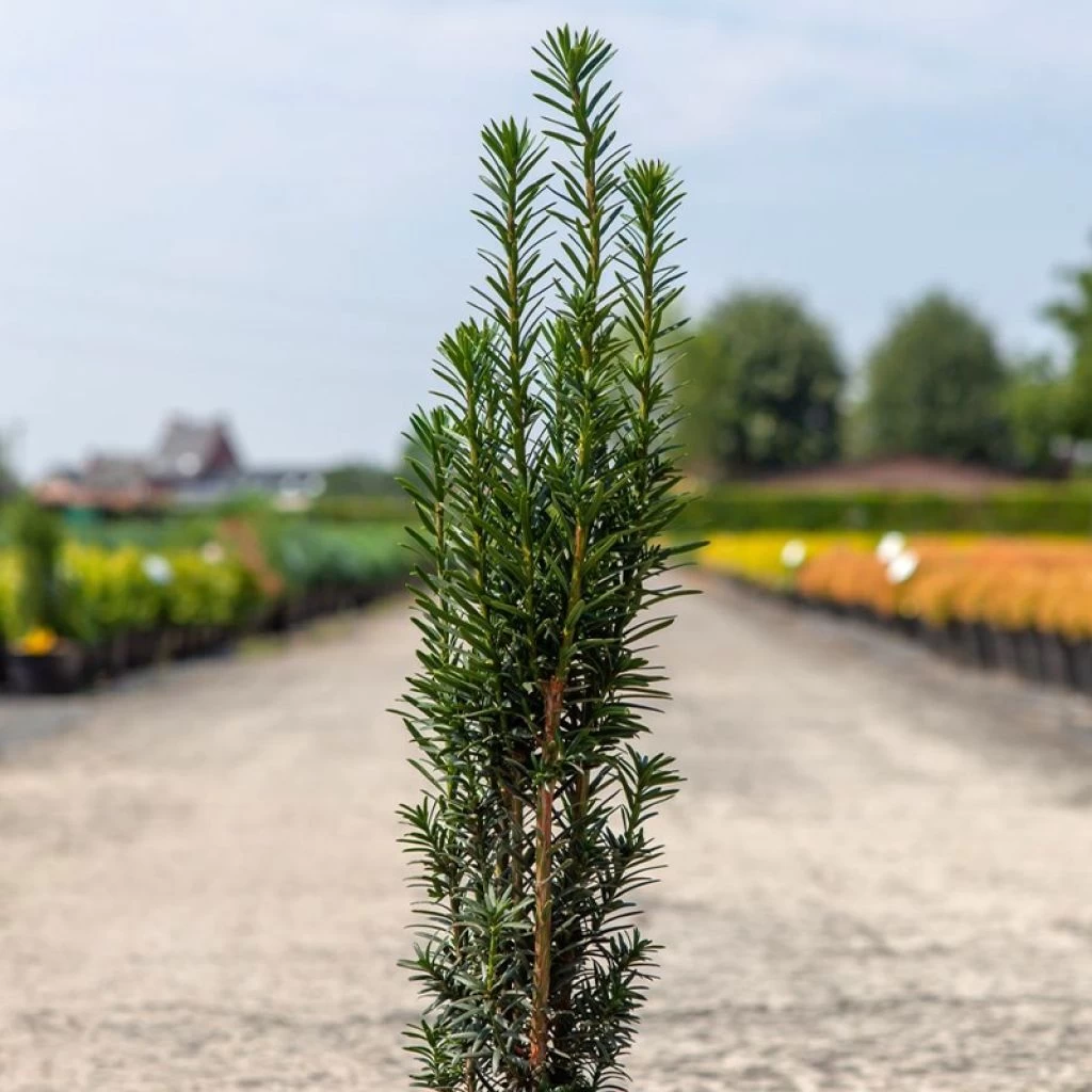 If Commun - Taxus Baccata Fastigiata Black Tower 3 If Commun - Taxus Baccata Fastigiata Black Tower