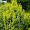Taxus Baccata David - If Colonnaire Panaché -Jardin Taxus baccata David 88434 1