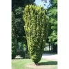 Taxus Baccata Fastigiata Aurea - If Commun Doré -Jardin Taxus baccata Fastigiata Aurea 87351 1