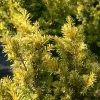 If Commun - Taxus Baccata Kupfergold -Jardin Taxus baccata Kupfergold copyright 1002851 1
