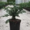 Taxus Baccata Repandens - If Commun -Jardin Taxus baccata Repandens 84351 1