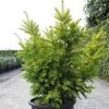 Taxus Baccata Semperaurea - If Commun Doré. -Jardin Taxus baccata Semperaurea 84352 1