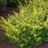 Taxus Baccata Summergold - If Commun Doré -Jardin Taxus baccata Summergold 87353 1