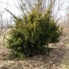 Taxus Media Densiformis - If Hybride
