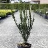 Taxus Media Hillii - If Hybride -Jardin Taxus media Hillii 87355 1