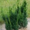 Taxus X Media Hicksii - If Hybride -Jardin Taxus x media Hicksii 82230 1