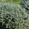 Germandrée Arbustive - Teucrium Fruticans -Jardin Teucrium fruticans copyright 1002241 1