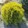 Thuya Du Canada - Thuja Occidentalis Amber Glow -Jardin Thuja occidentalis Amber Glow LD 1008781 1