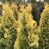 Thuya Du Canada - Thuja Occidentalis Jantar -Jardin Thuja occidentalis Jantar V 1008811 1
