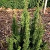 Thuya Du Canada - Thuja Occidentalis Malonyana Holub -Jardin Thuja occidentalis Maloyana Holub V 1008821 1
