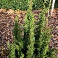 Thuya Du Canada - Thuja Occidentalis Malonyana Holub