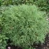 Thuya Du Canada - Thuja Occidentalis Mr Bowling Ball