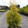 Thuya Du Canada - Thuja Occidentalis Yellow Ribbon. -Jardin Thuja occidentalis Yellow Ribbon 84360 1