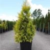 Thuya Géant - Thuja Plicata 4 Ever Goldy -Jardin Thuja plicata 4 EVER GOLDY 84363 1