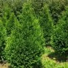 Thuja Plicata Can-Can - Thuya Compact -Jardin Thuja plicata Can Can V 1002292 1