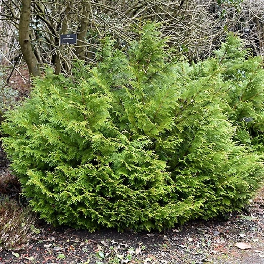Thujopsis Dolobrata Nana 3 Thujopsis Dolobrata Nana