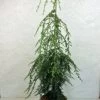 Pruche Du Canada - Tsuga Canadensis Pendula -Jardin Tsuga canadensis Pendula 776002 1